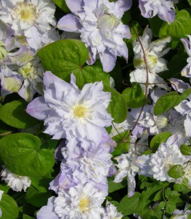 Clematis 'Veronica's Choice'